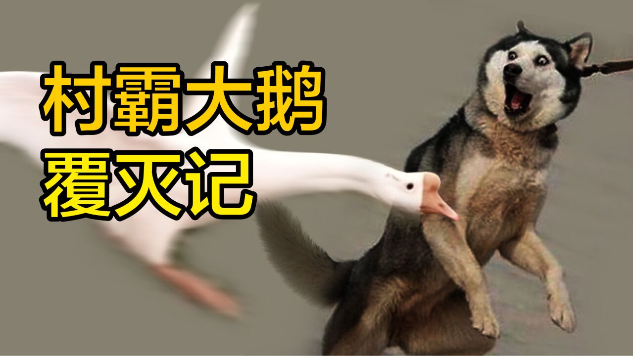 村霸大鹅覆灭记