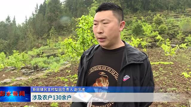 乡村振兴ⷮŠ彭水在行动 | 新田镇民主村:让利村民产业兴 梨园管护正当时