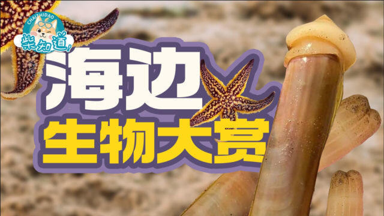 鉴定网络热门赶海生物!想在海边活下来要有哪些本事?