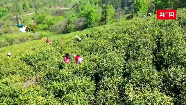 外媒看枞阳 | 昨天,央广网点名报道,枞阳这家茶园不一般!