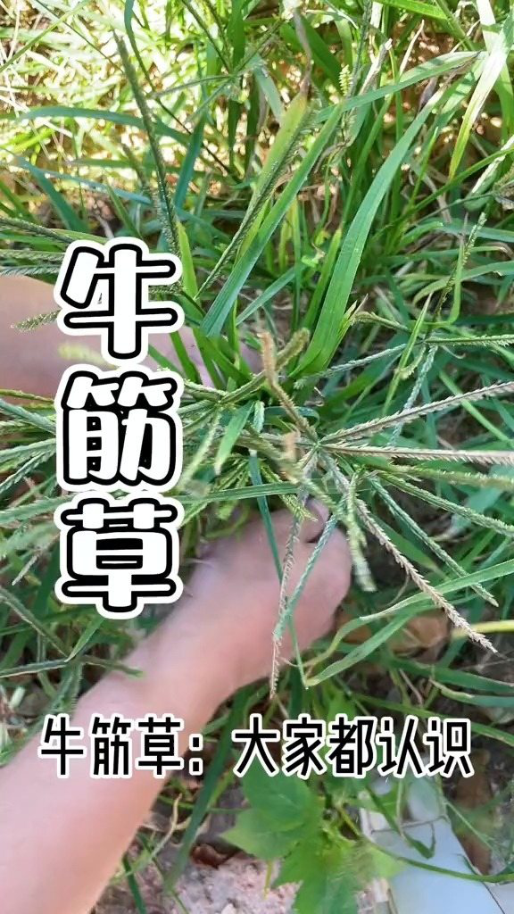 农村常见的牛筋草你认识吗?