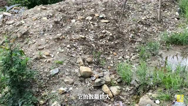 危料大量进入中国市场会拉低缅甸翡翠的价格?专家建议……