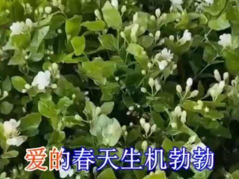 涡河儿女赞歌 刘红明 石万华 许权  作词:刘红明 石万华 作曲:石万华 演唱:许 权