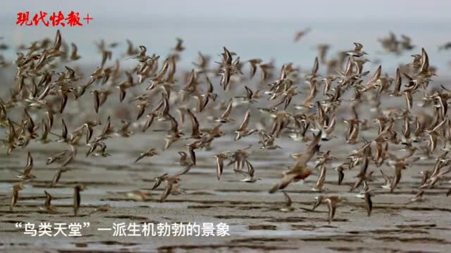 “鸟浪”旋风席卷盐城条子泥湿地