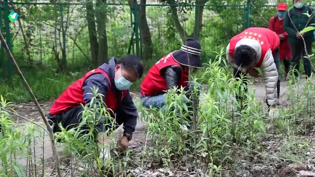 清除“一枝黄花” 江海志愿者在行动