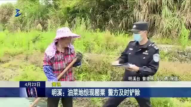 荒地惊现鸦片花,三明警方依法铲除