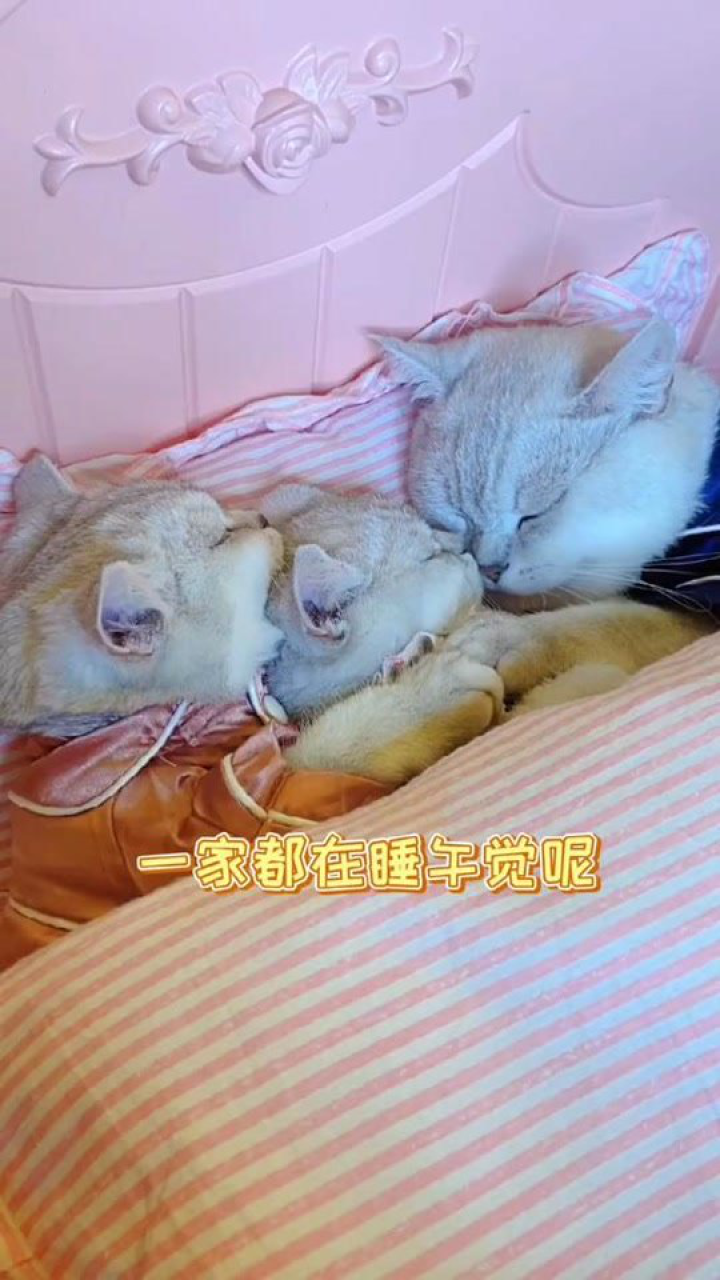 小豆花mom的个人页
