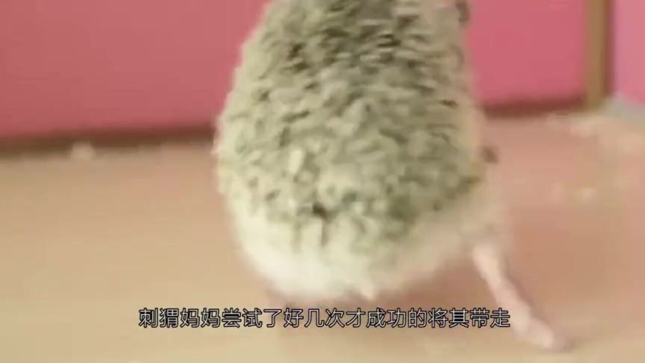 主人想给刺猬洗澡,发现无从下手,只好拿来牙刷