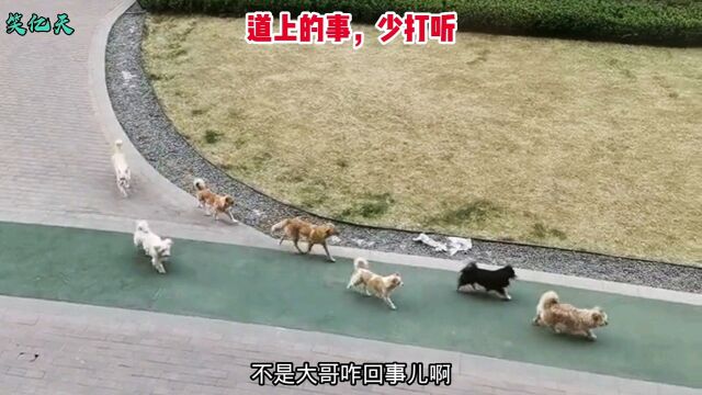 我家的狗接了个电话,打车走的