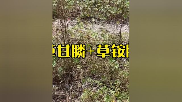 草甘膦为什么除草效果不好?#农作物农技110 #新农人 #三农