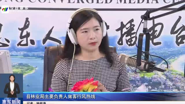 惠东县林业局主要负责人做客行风热线