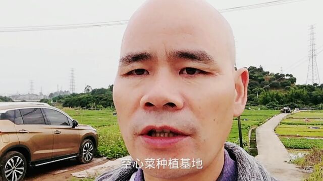 东莞首富曾经在这里包地种空心菜!看三十年过去了现在基地有什么变化