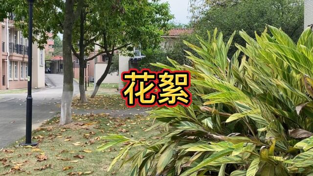 广东培正学院外教采访(国际处)