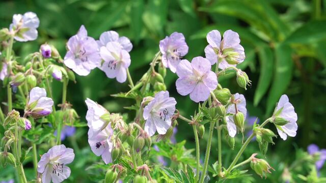 花卉空镜头老鹳草