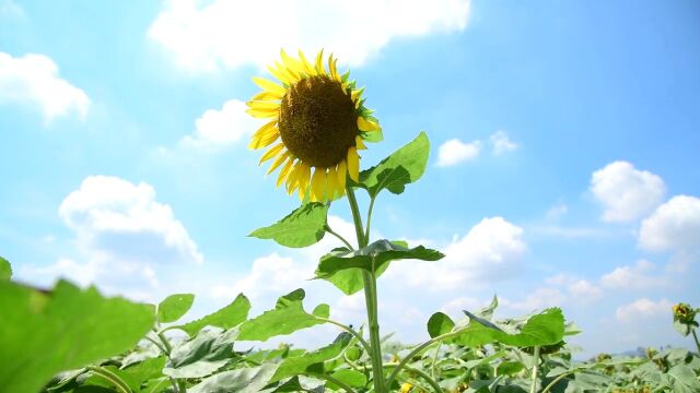 夏天夏季向日葵蜜蜂特写4K实拍视频 蓝天白云背景