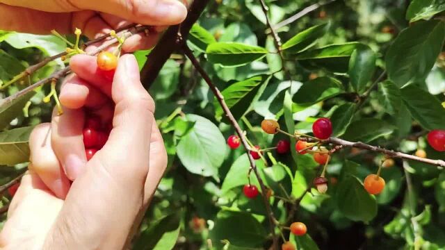 山上的野樱桃熟了,红彤彤的摘点回来拌白糖吃,酸酸甜甜的还带一丝苦味