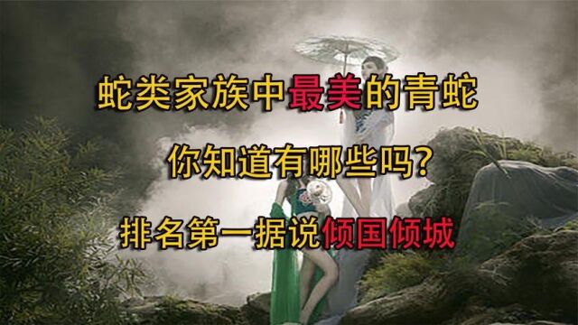 蛇类家中最美的青蛇,你都见过那些,据说榜首倾国倾城?