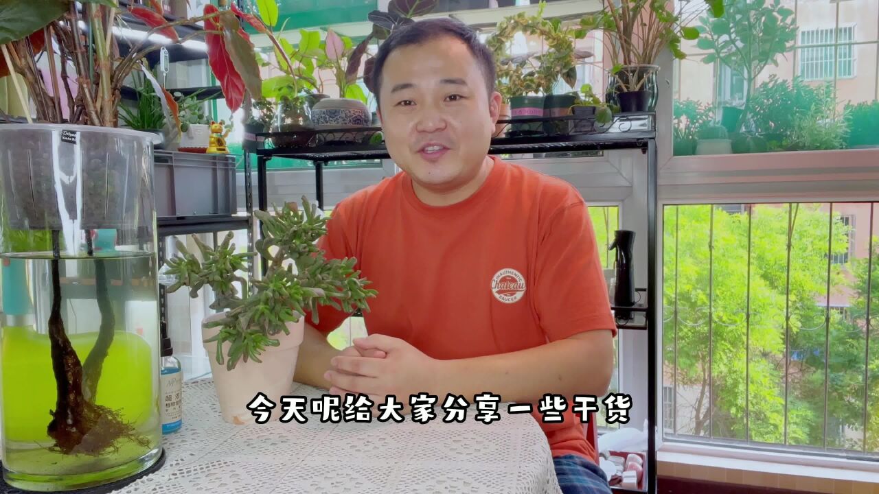 叶片褶皱干瘪的多肉植物不要丢