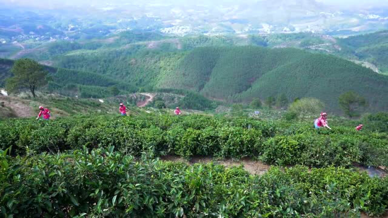 又是一年采茶季,茶香醉心人更美~