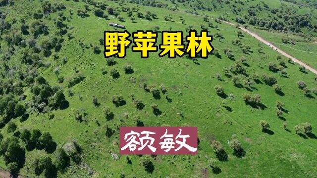 额敏野苹果林|新疆塔城地区额敏县