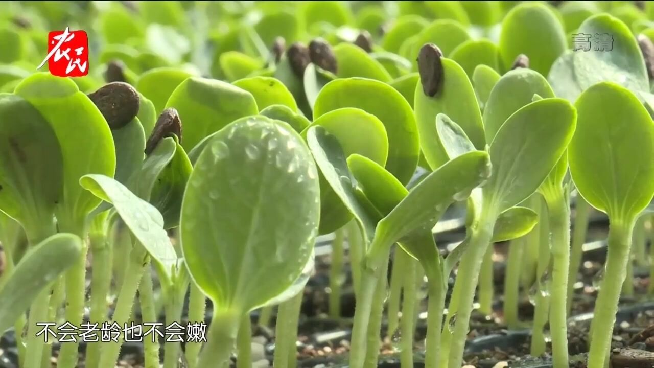 大学生回乡创业,告诉你如何掌握种菜的财富密码