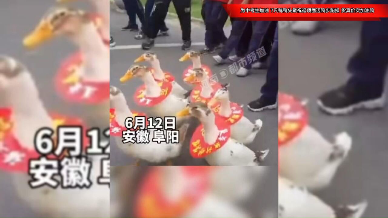 为中考生加油,7只鸭鸭头戴祝福项圈迈鸭步跑操,货真价实加油鸭