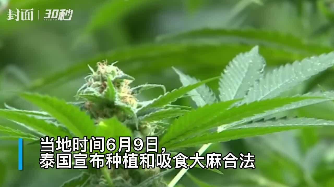 30秒|泰国成亚洲首个大麻合法化国家,为刺激农业旅游业