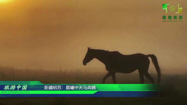 视频:新疆昭苏:晨曦中天马奔腾