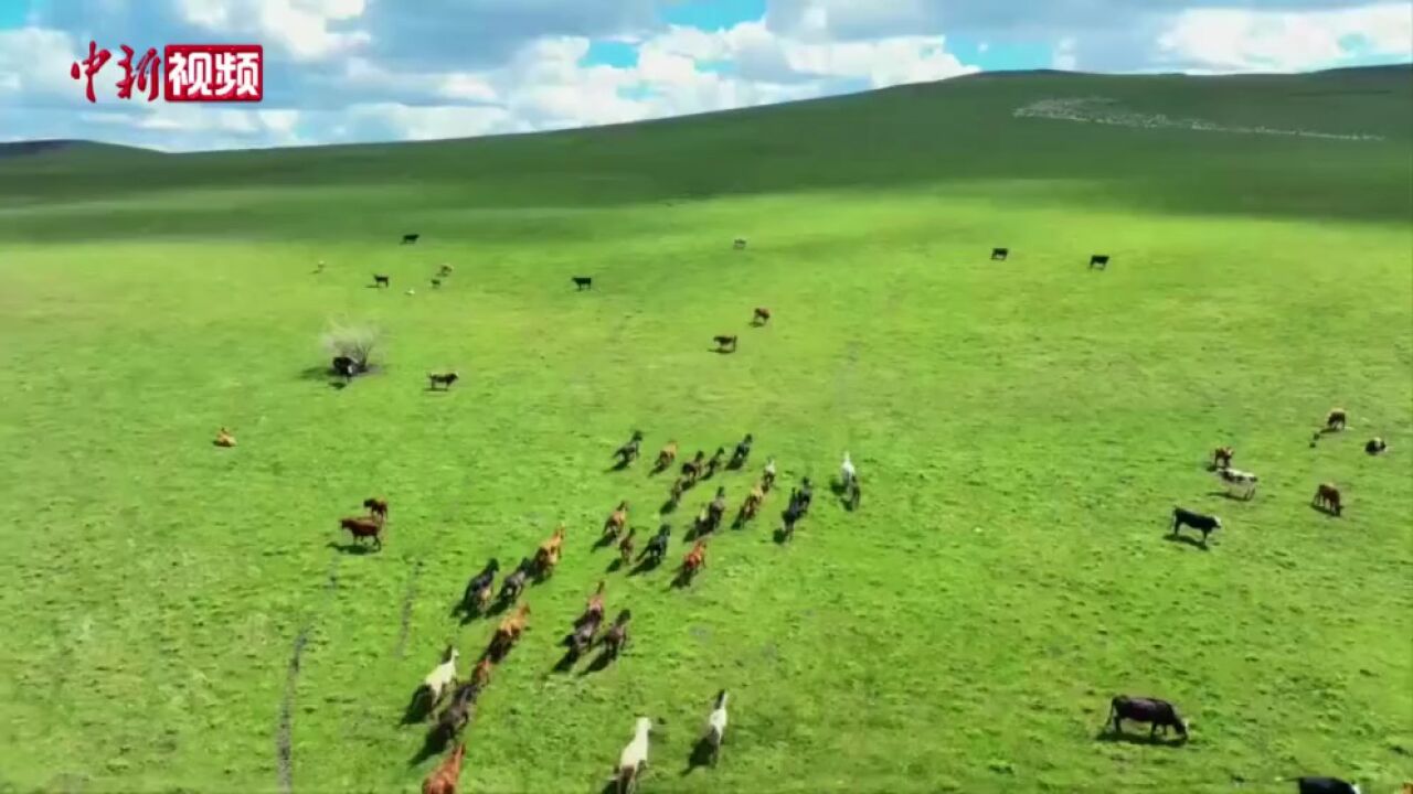 航拍呼伦贝尔草原夏季美景:青青草原上牛羊成群