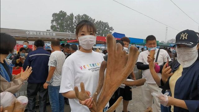 长春鹿乡鹿茸早市,鹿茸像卖白菜一样人山人海,20多斤一只卖多钱