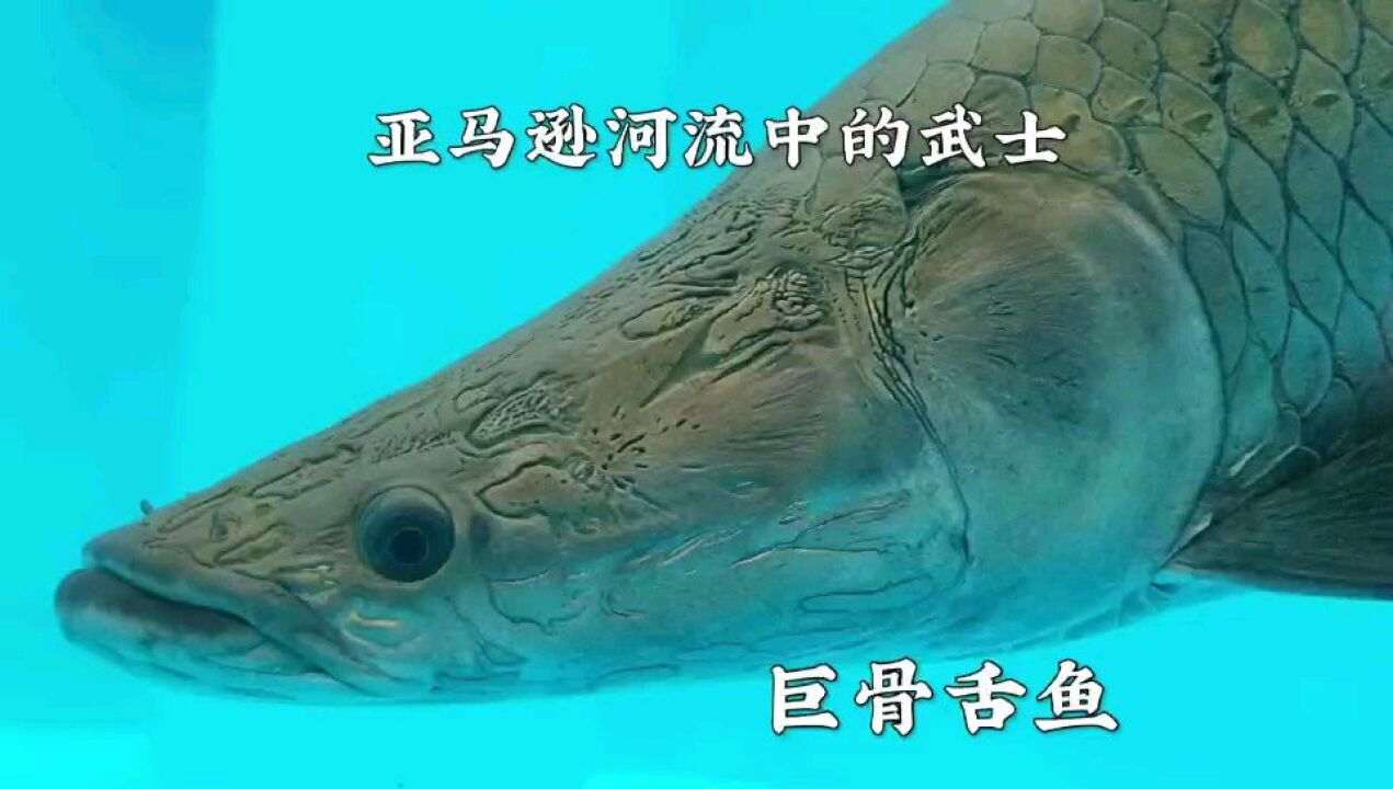 亚马逊河流的大家伙