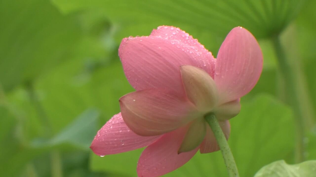 雨中观荷别有风味!玉渊潭公园两万平米荷花进入盛花期