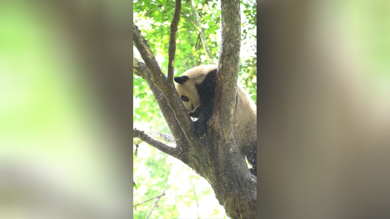 近日,成都持续高温,饲养员谭爷爷历时3个小时才把大熊猫艾玖收回