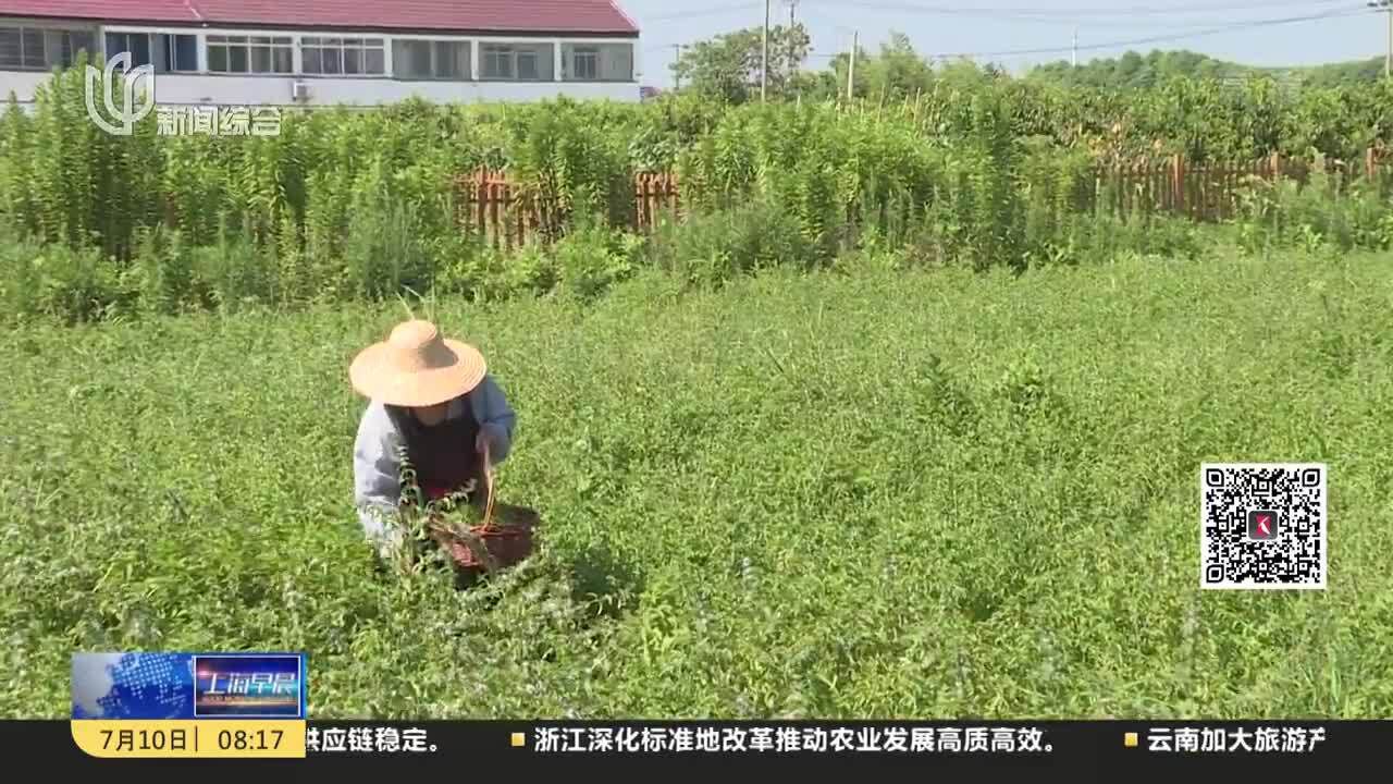 乡村闻见薄荷香 农民创收新渠道