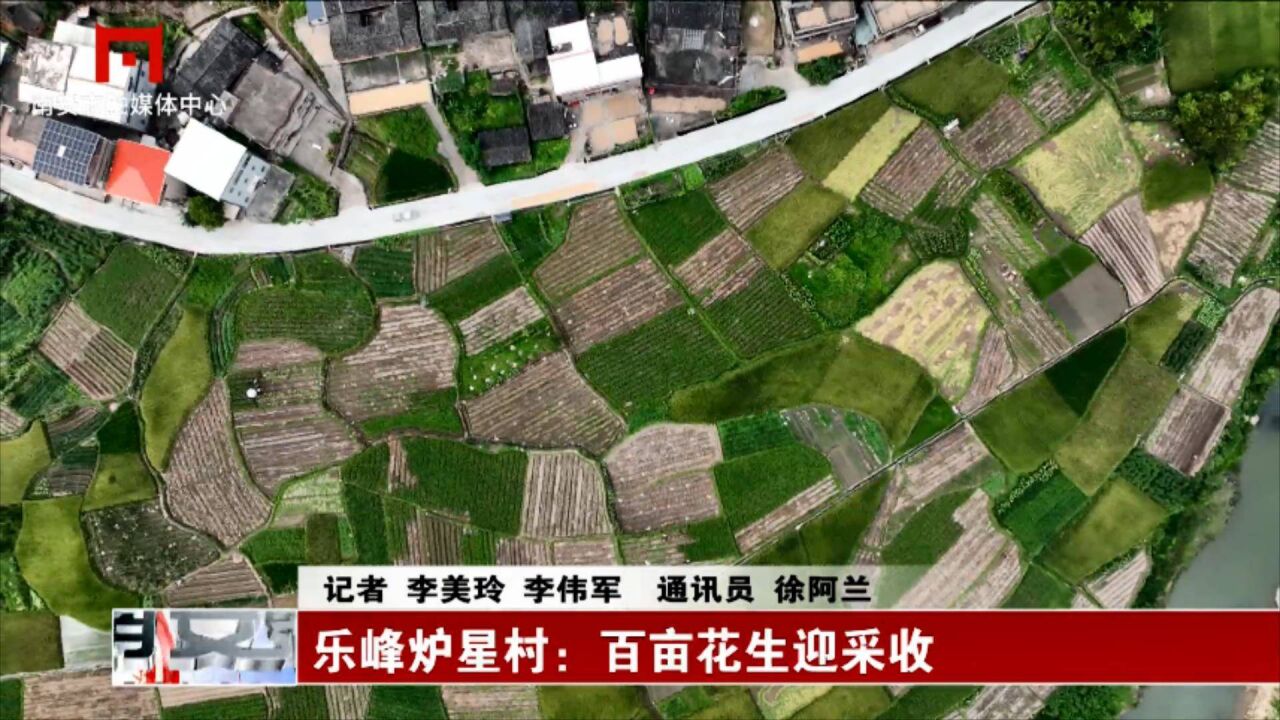 乐峰炉星村:百亩花生迎采收