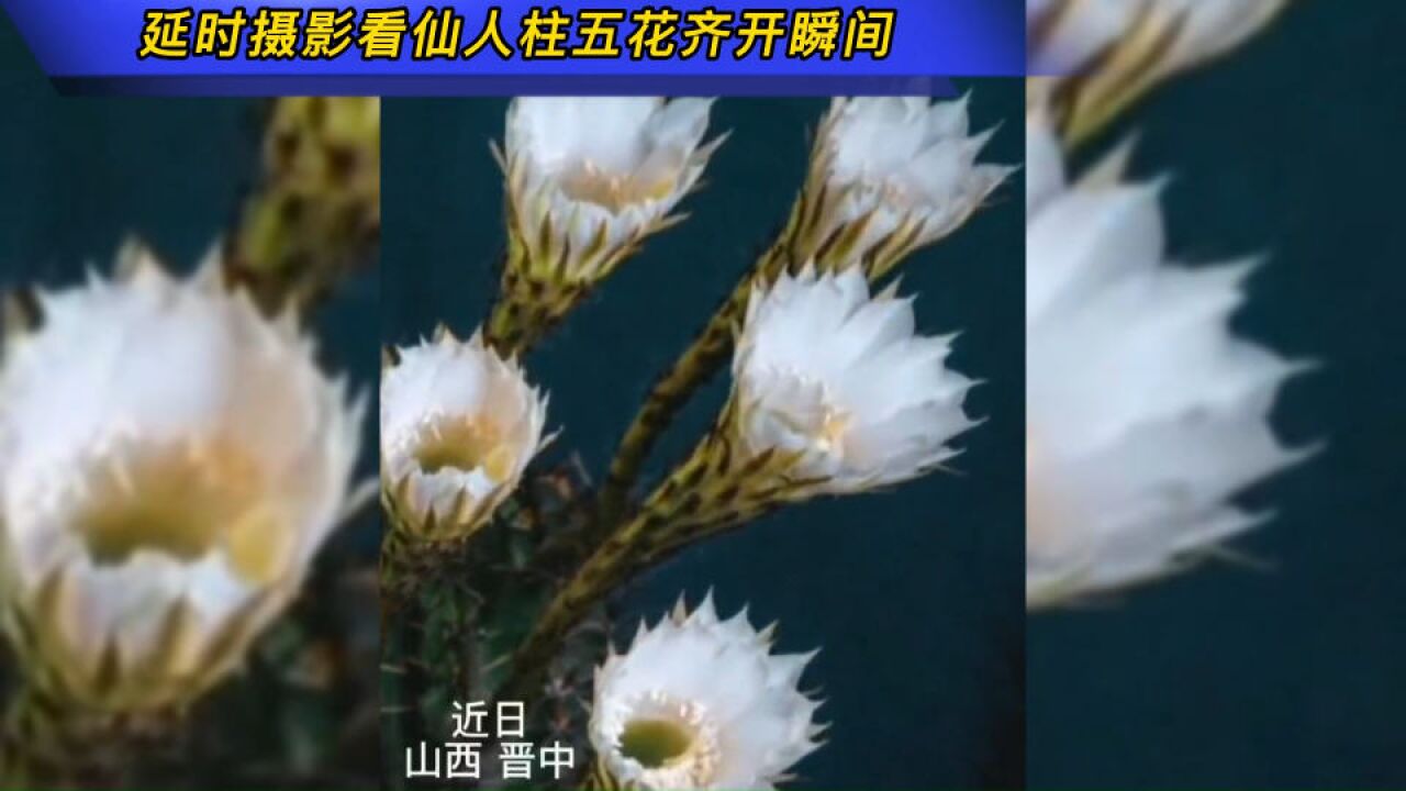 延时摄影看仙人柱五花齐开瞬间