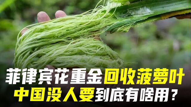 在中国没人要的菠萝叶,为何菲律宾花重金回收?竟能创造上亿产值