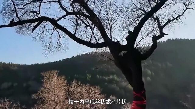 世上唯一一棵宝树,生长于我国的山东,价值比国宝都要珍贵