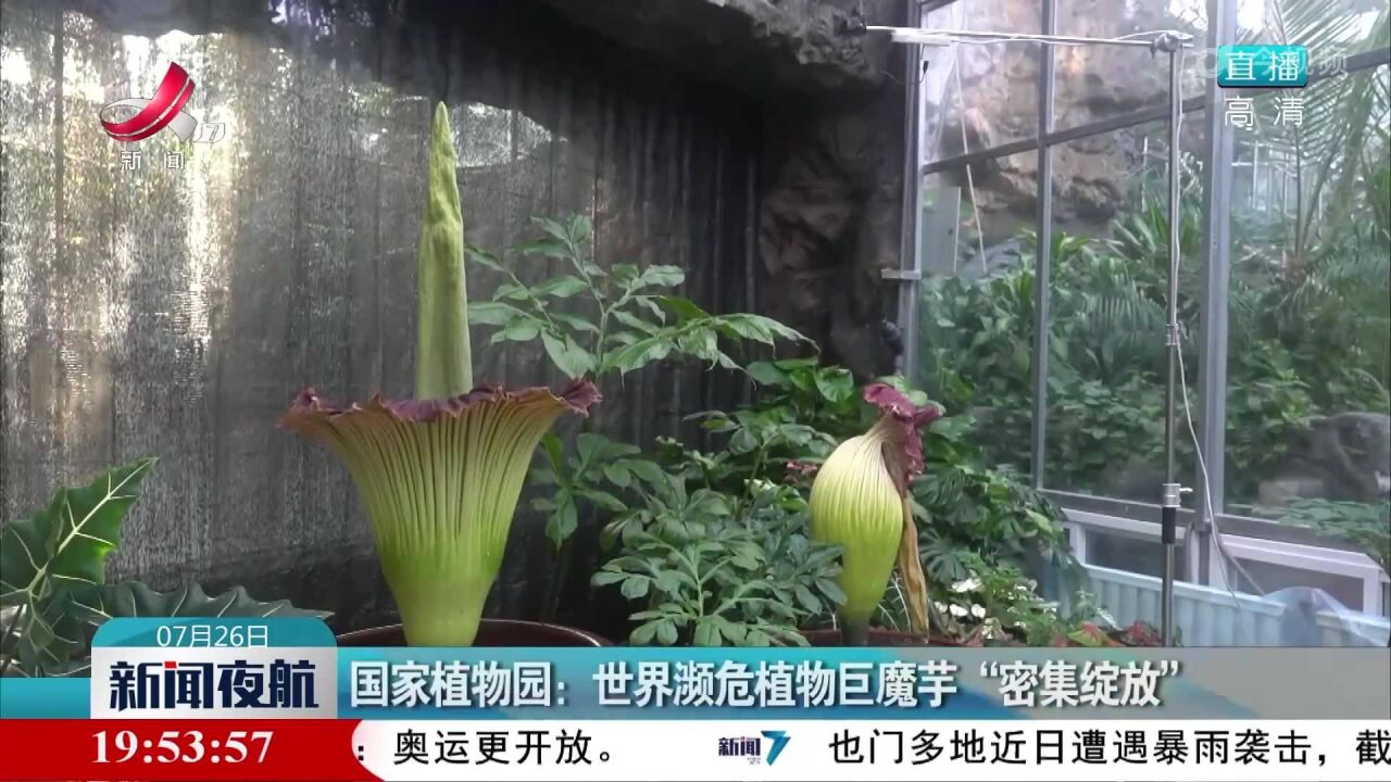 国家植物园:世界濒危植物巨魔芋“密集绽放”