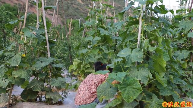 黄瓜大量上架了,霞姐教你家常酱黄瓜做法,开胃下饭小时就能吃