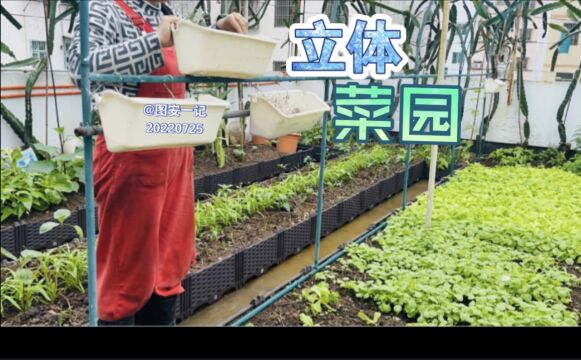 【图安一记】屋顶天台种菜搭设立体菜园