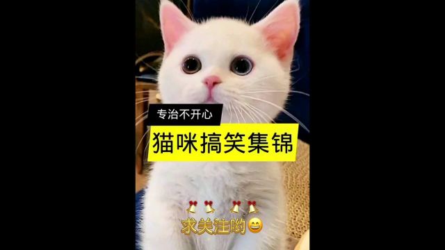 小猫搞笑视频合集