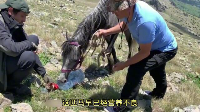 一匹马被困在荒山野岭,前腿也受伤严重,情况不容乐观