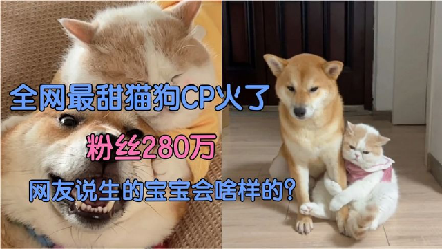 全网最甜猫狗cp火了!粉丝280万!网友生的宝宝会是啥样?