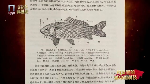 秉志的鲤鱼研究丨档案里的新中国科技