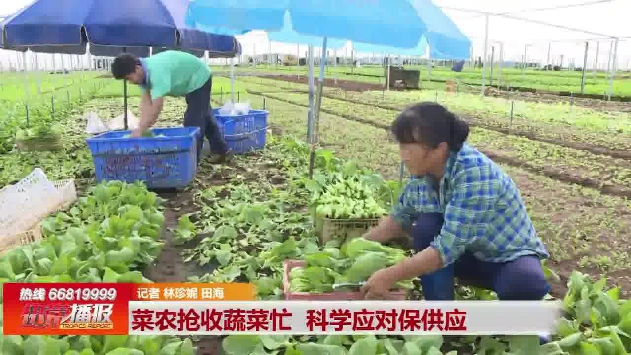 菜农抢收蔬菜忙 科学应对保供应