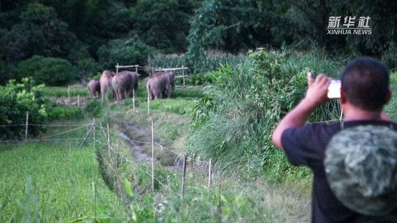 新华全媒+|世界大象日:爱ⷨ𑡂𗩚