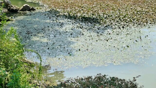 南京玄武湖推荐官——李佳柒