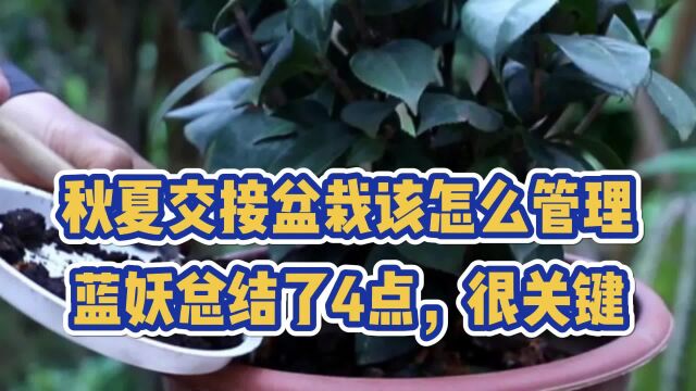 蓝妖:盆栽夏秋交接时期该怎么管理花卉才好?这4点非常关键