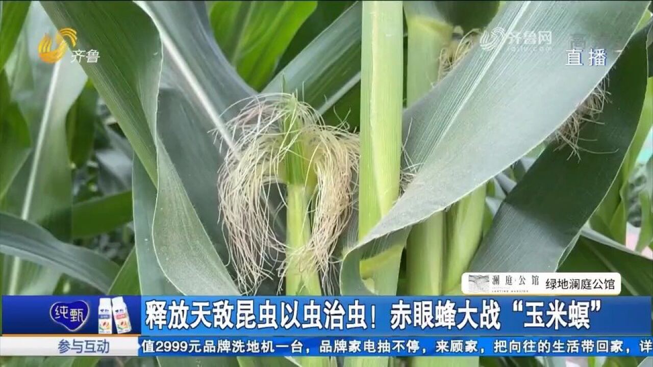 德州陵城区出实招,赤眼蜂“大战”玉米螟,以虫治虫确保秋粮增收